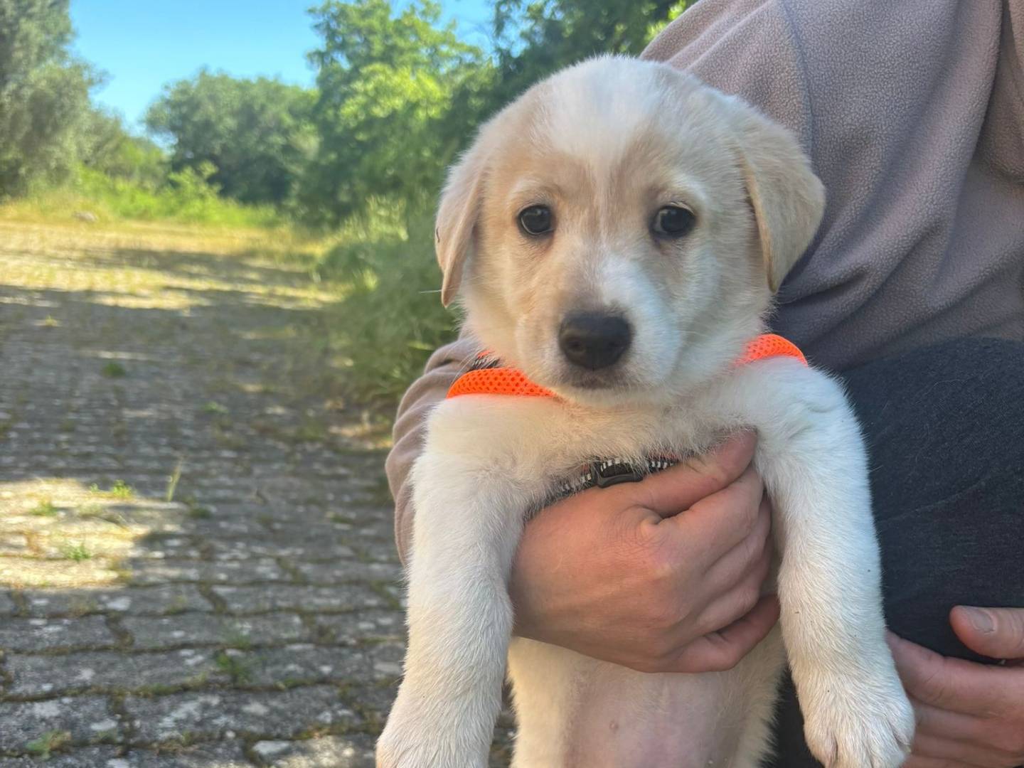 Vuoi adottare un cane a Bari?