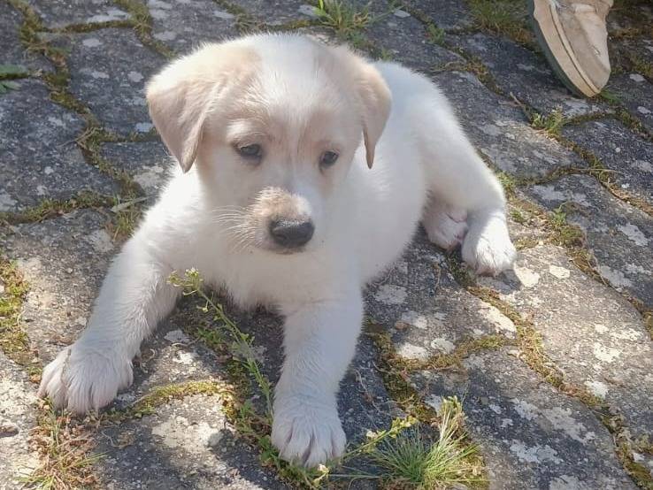 Adotta il cane Togo a Bari