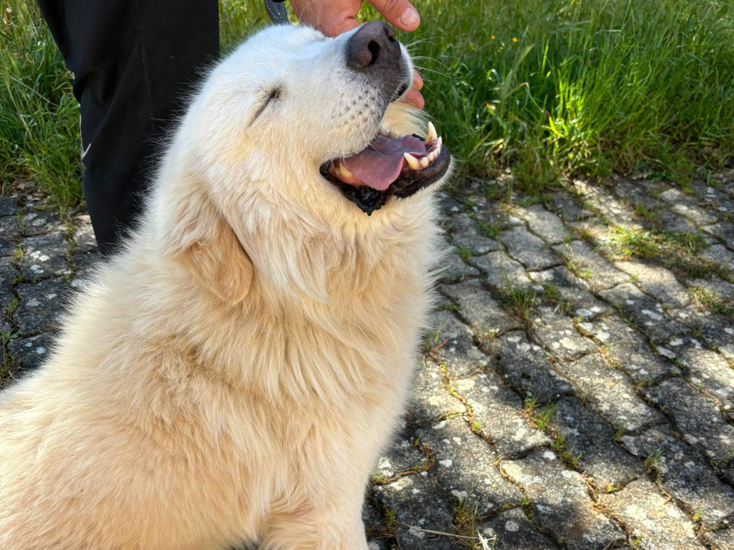 Adotta un cane, maschio, 1 anno e 4 mesi, Bari