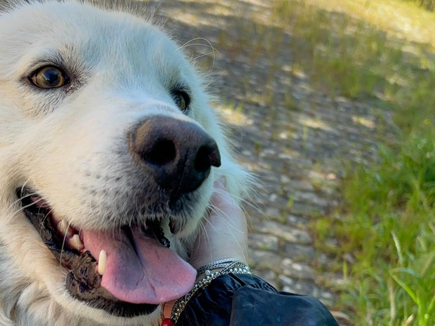 Adotta un cane, taglia grande, maschio, Bari