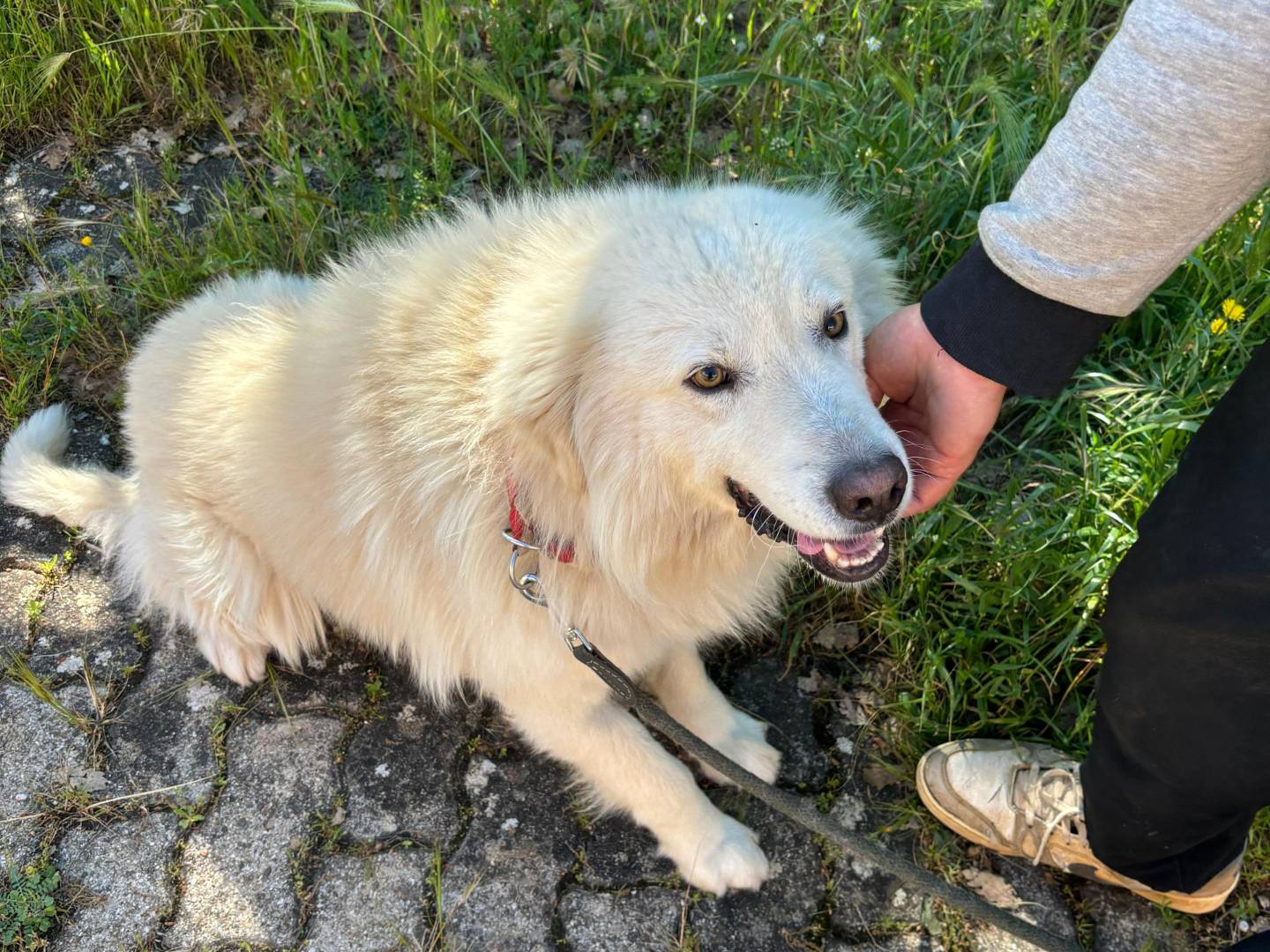 Vuoi adottare un cane a Bari?