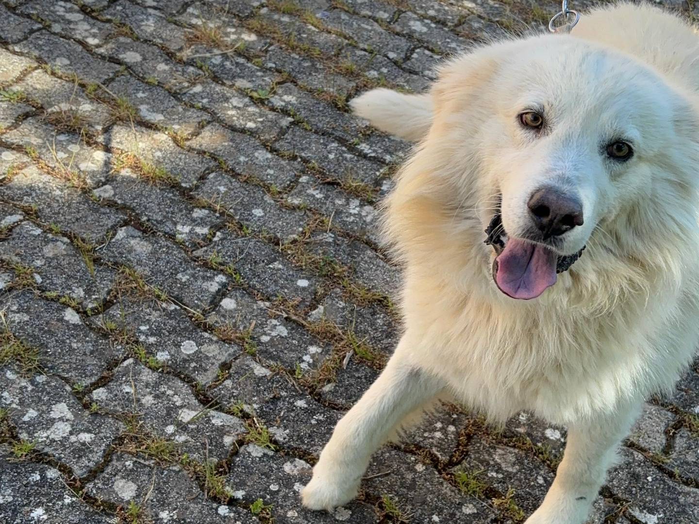Adotta il cane Swen a Bari