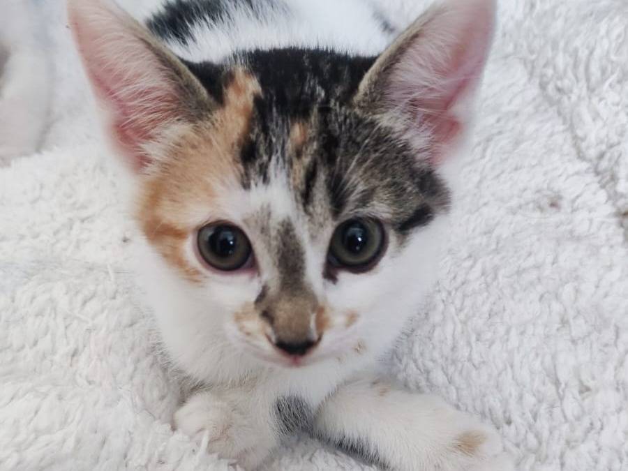 Adotta un gatto, femmina, 1 mesi, Messina