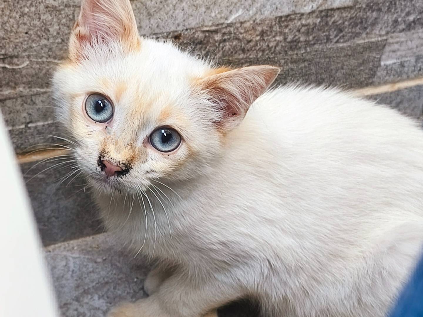 Adozione gatto, maschio, Razza sconosciuta Razza sconosciuta, 3 mesi, taglia non valida, Messina