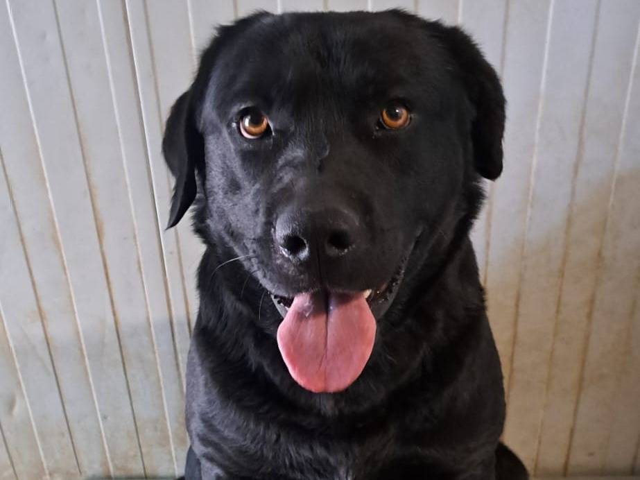 Adozione cane, maschio, Labrador Retriever Razza sconosciuta, 1 anno, taglia media, Milano