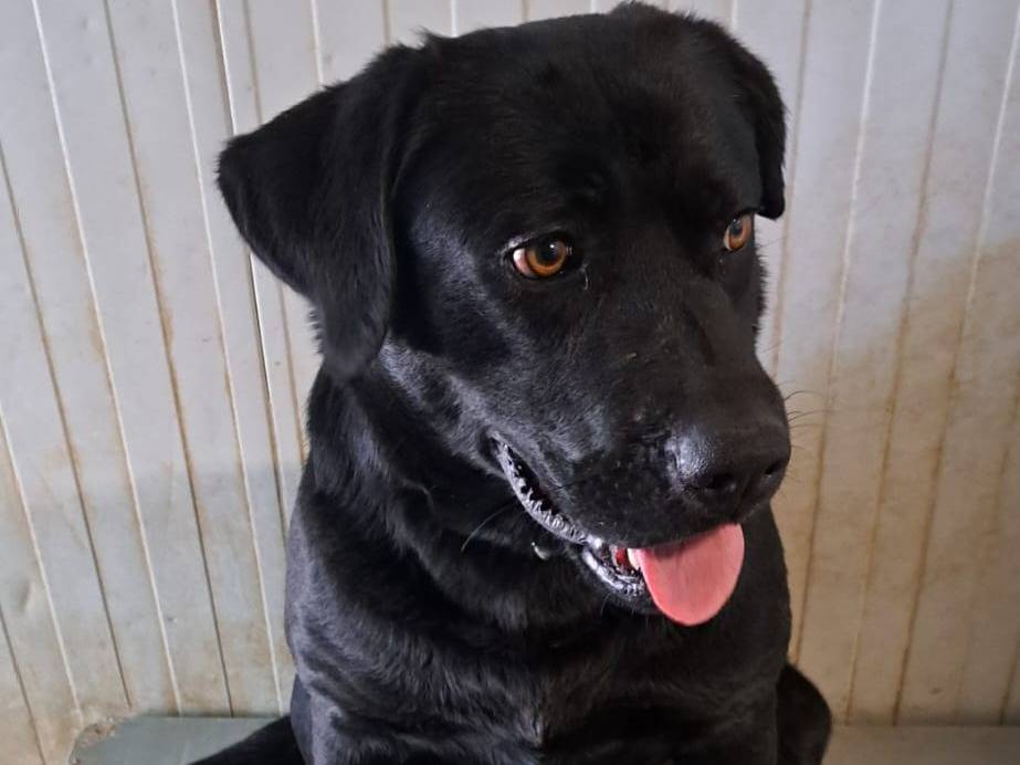 Adotta un cane, maschio, 1 anno, Milano