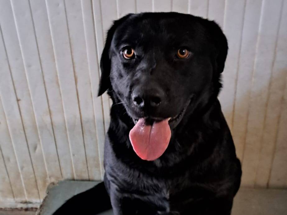 Vuoi adottare un cane a Milano?