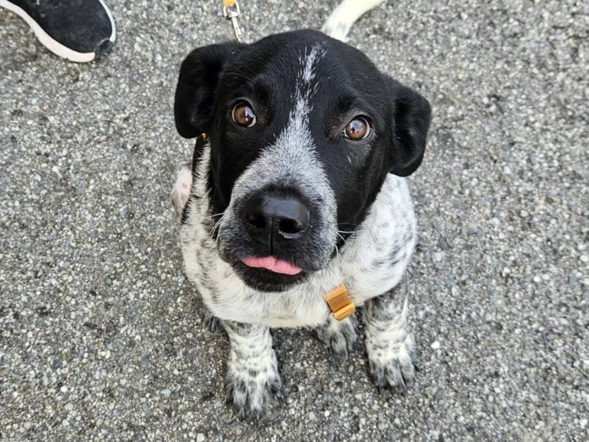 Adozione cane, maschio, Razza sconosciuta Razza sconosciuta, 4 mesi, taglia grande, Varese