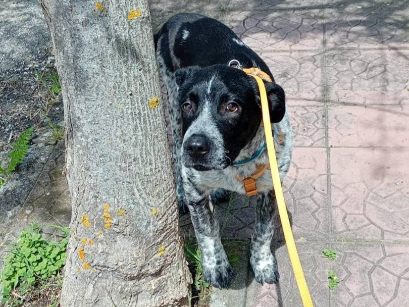 Adotta un cane, maschio, 4 mesi, Varese