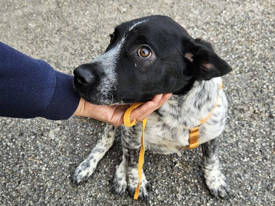Adotta un cane, taglia grande, maschio, Varese