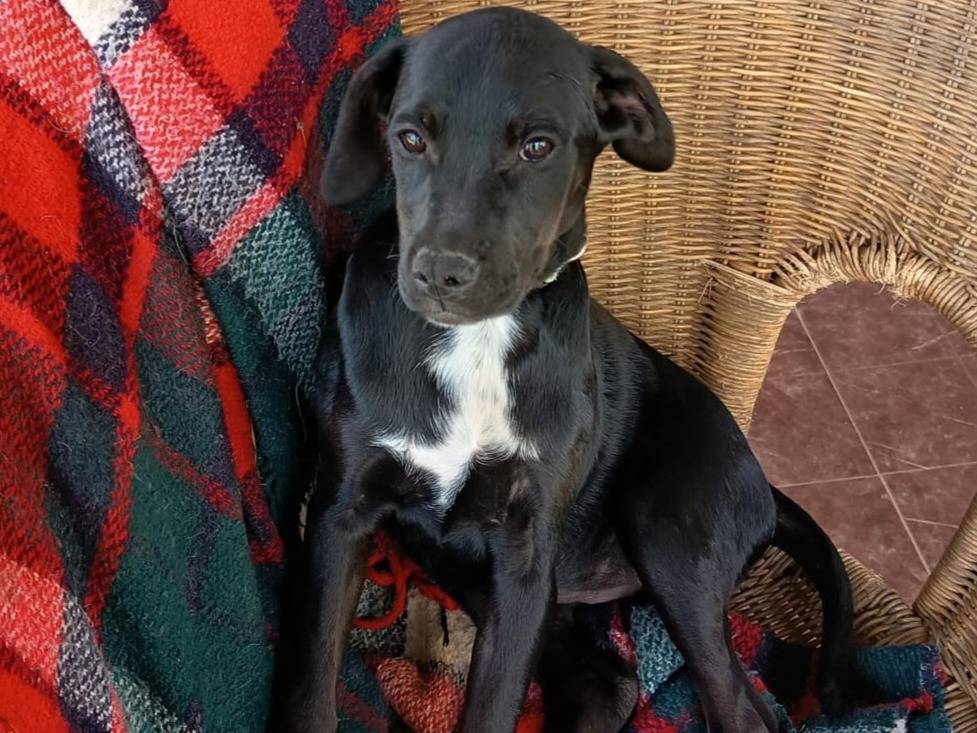 Adozione cane, femmina, Razza sconosciuta Razza sconosciuta, 4 mesi, taglia media, Milano