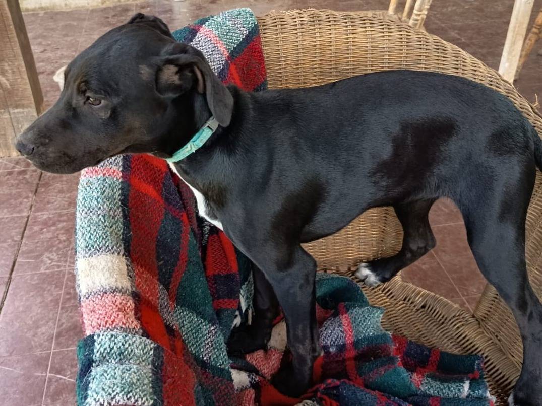 Adotta un cane, femmina, 4 mesi, Milano