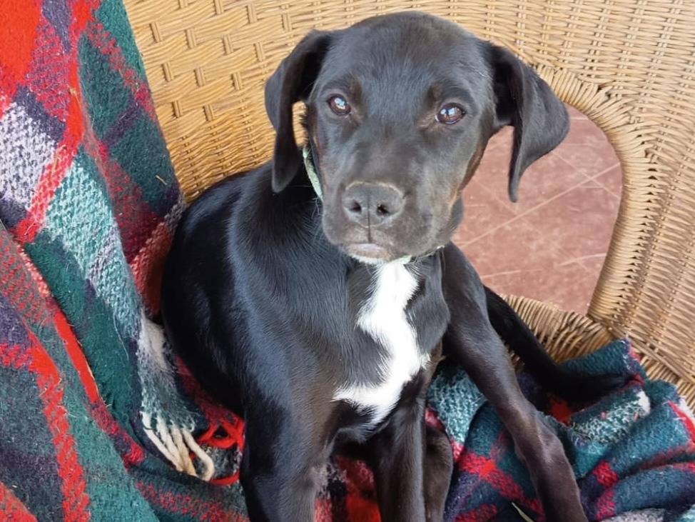 Adotta un cane, taglia media, femmina, Milano