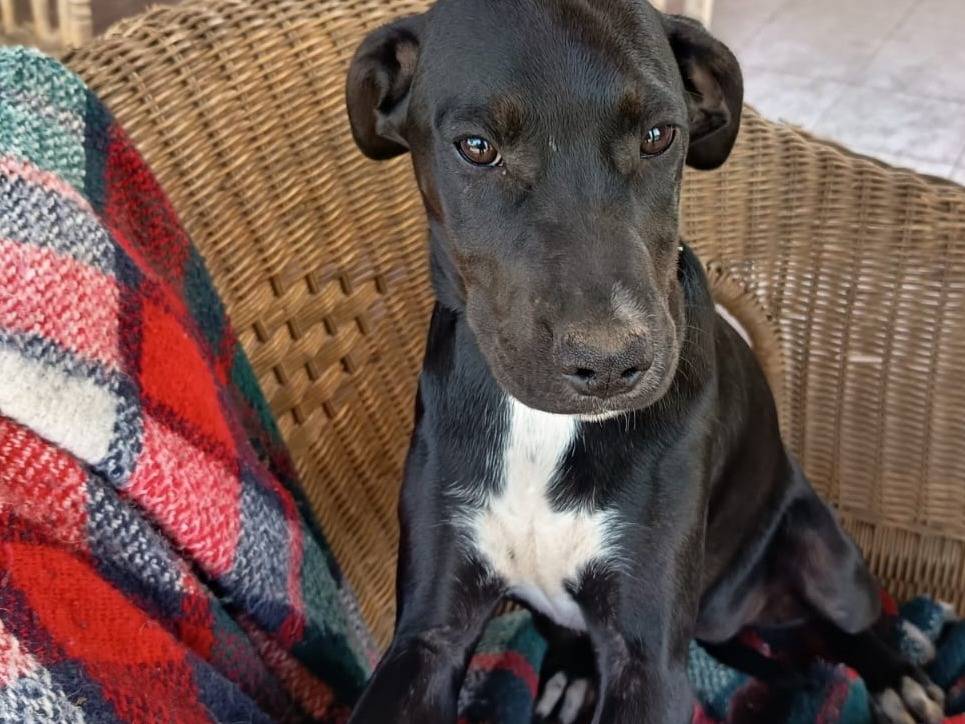 Vuoi adottare un cane a Milano?