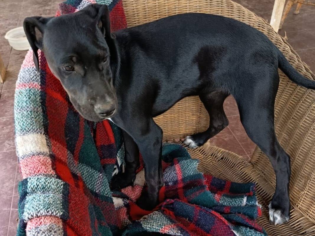 Adotta il cane EVA ASPETTA UNA MAMMA  a Milano