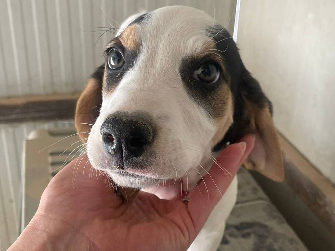 Adotta un cane, femmina, 2 mesi, Frosinone