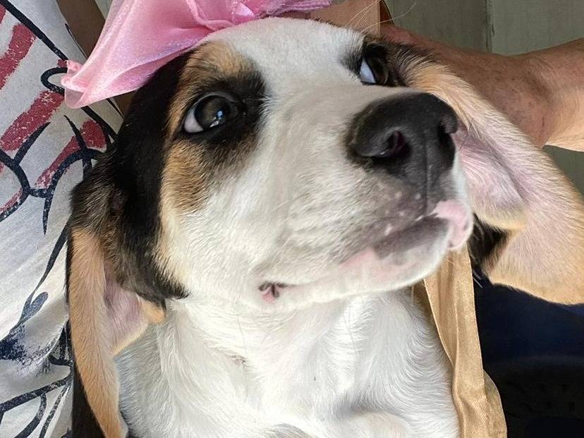 Adotta un cane, taglia media, femmina, Frosinone