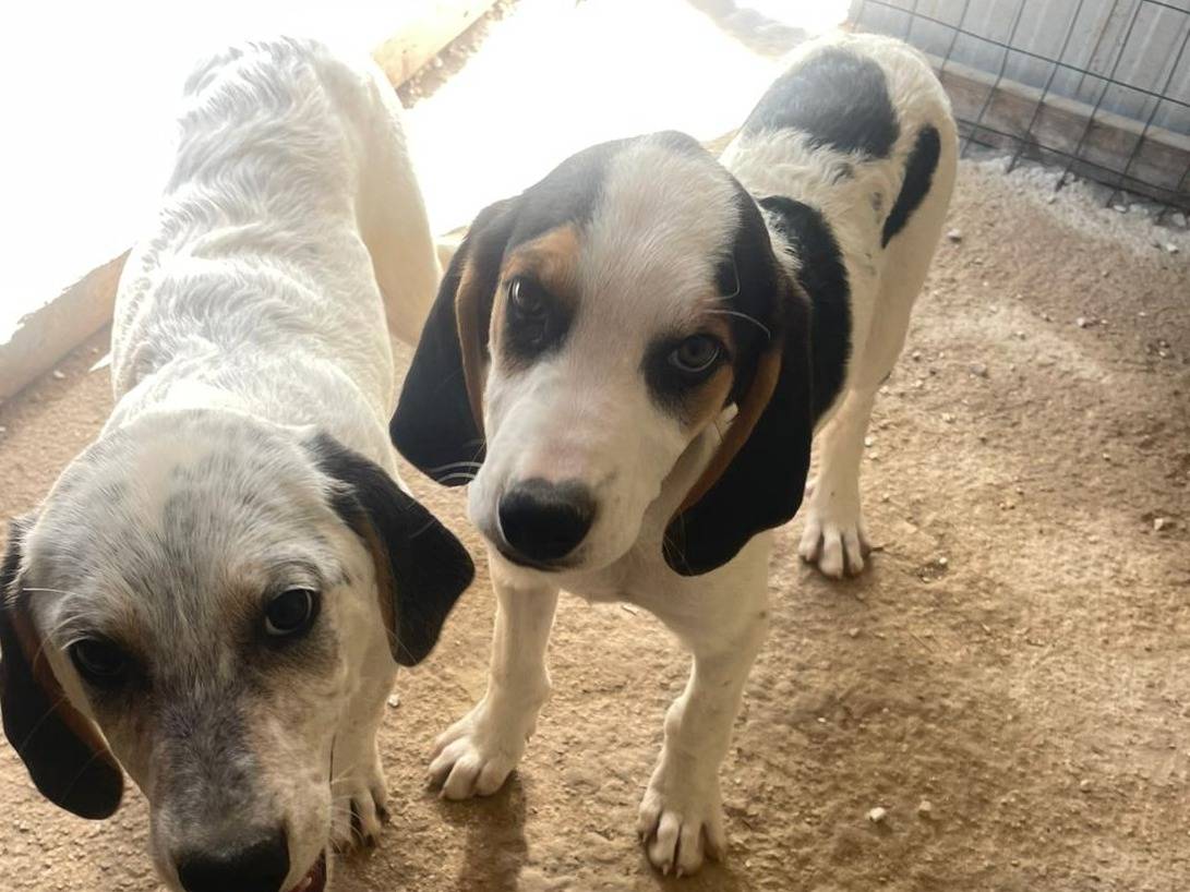 Vuoi adottare un cane a Frosinone?