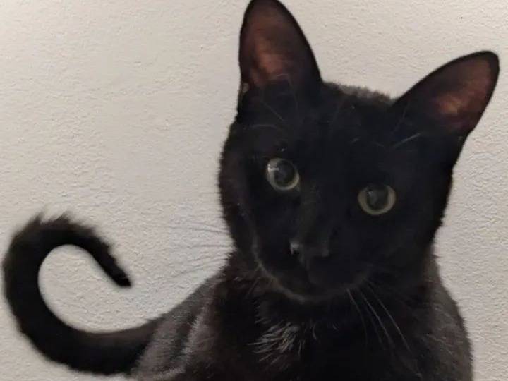 Adotta un gatto, taglia non valida, maschio, Milano