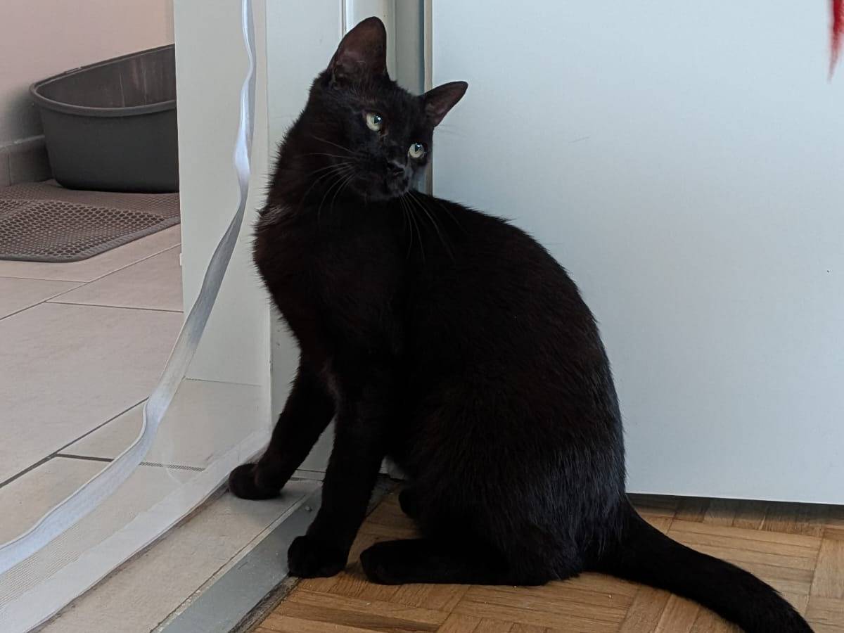 Adotta un gatto, maschio, 7 mesi, Milano