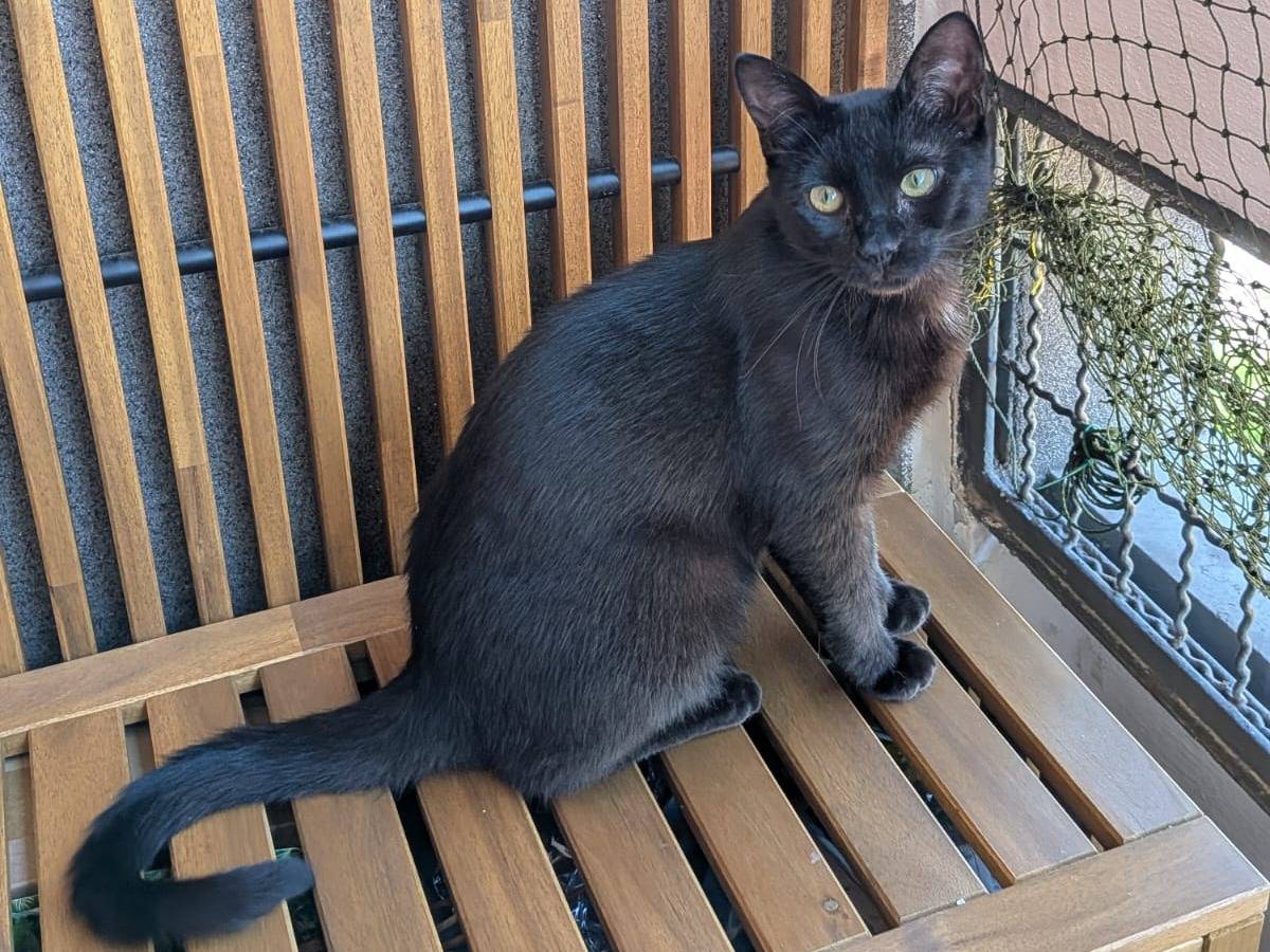 Vuoi adottare un gatto a Milano?