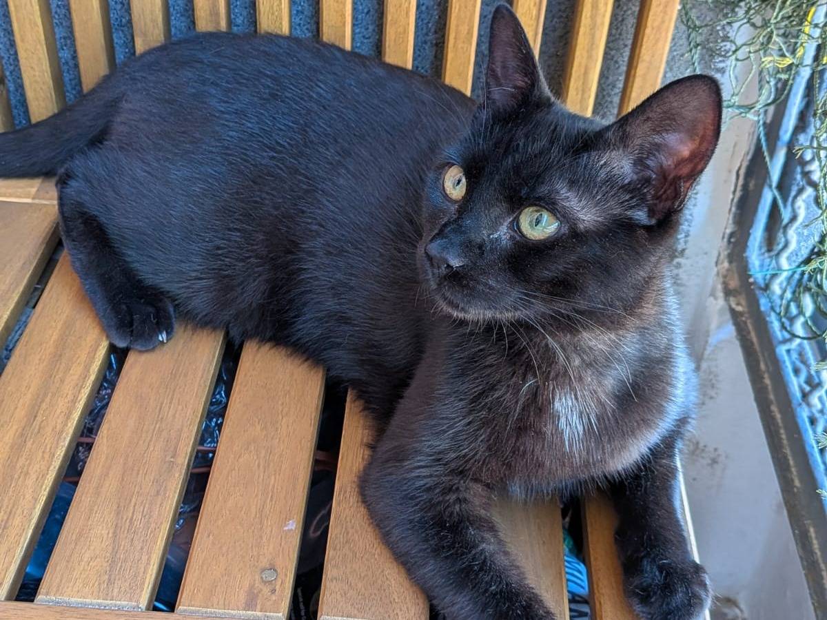 Adozione gatto, maschio, Razza sconosciuta Razza sconosciuta, 7 mesi, taglia non valida, Milano