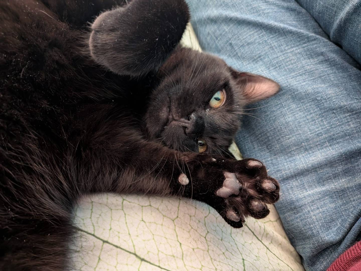 Adotta il gatto Ares a Milano