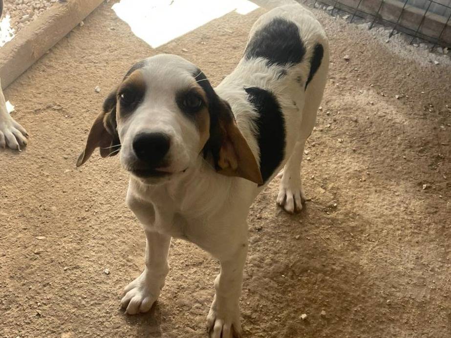 Adotta il cane SELENE a Frosinone