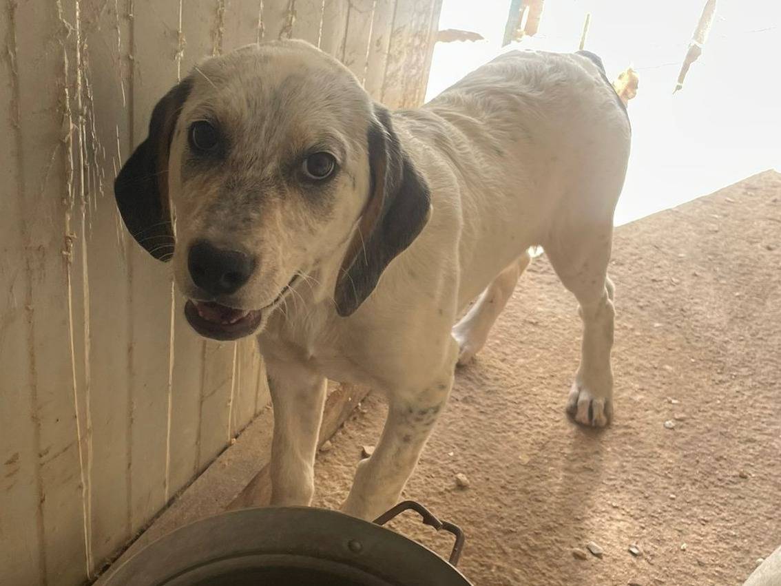 Adotta un cane, femmina, 2 mesi, Frosinone