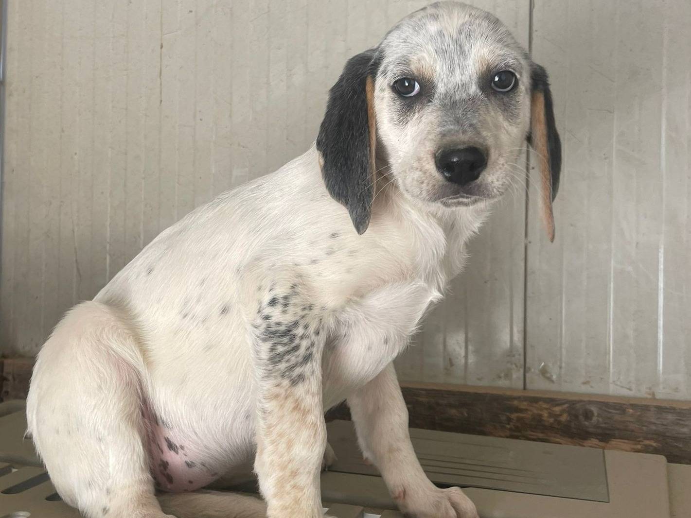 Adotta il cane SIRYA a Frosinone