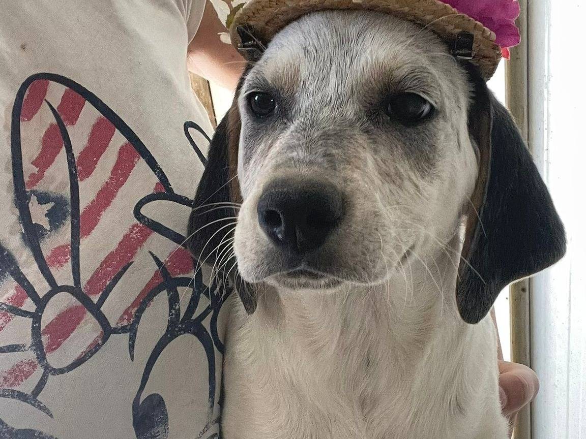 Adotta un cane, taglia media, femmina, Frosinone