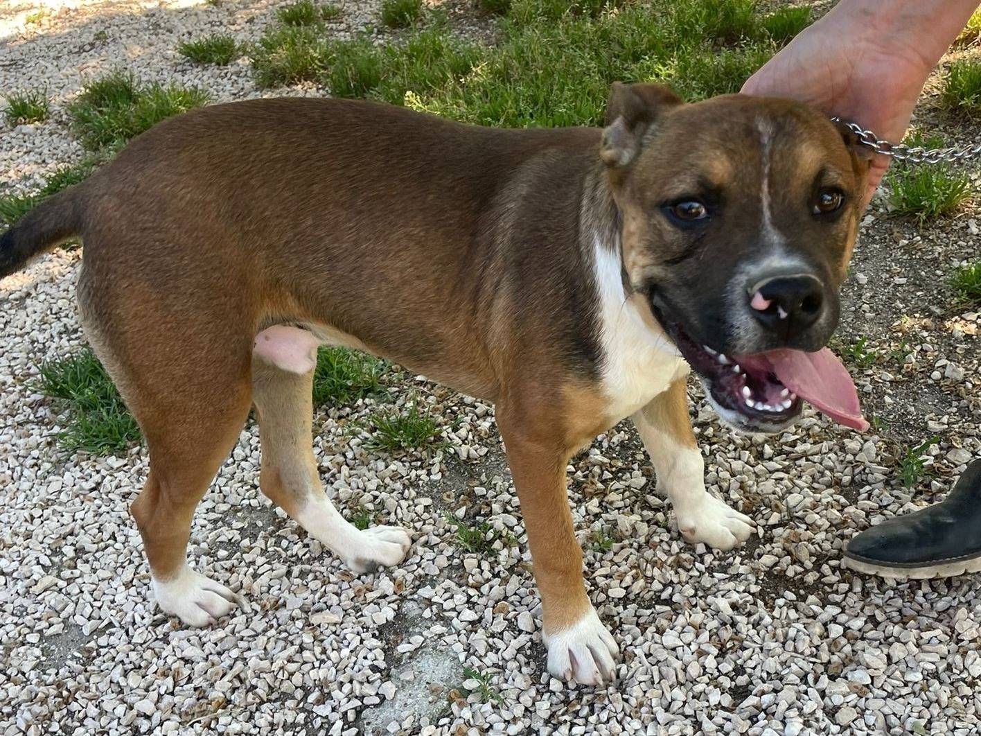 Vuoi adottare un cane a Frosinone?