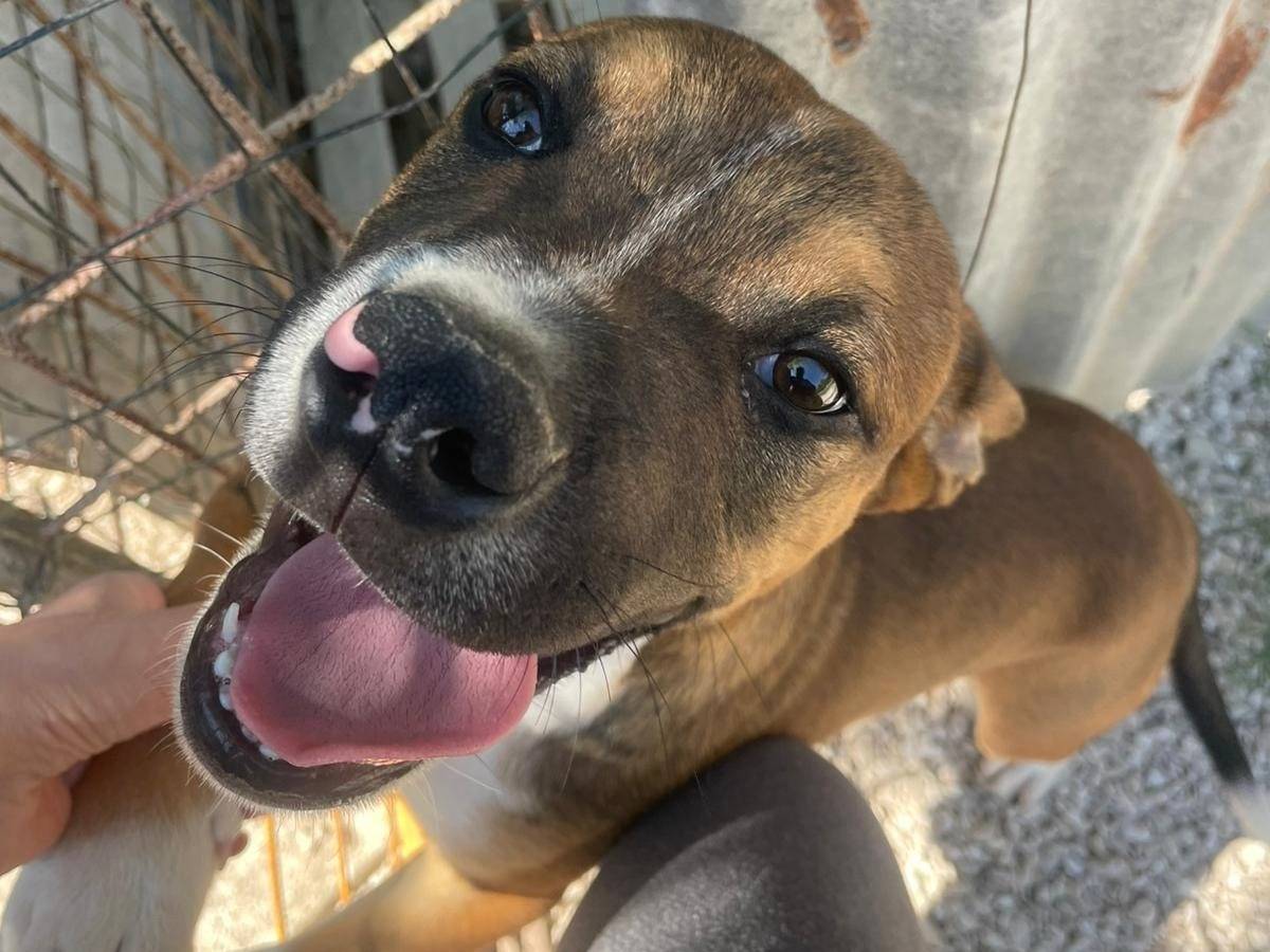 Adozione cane, maschio, Pitbull Razza sconosciuta, 5 mesi, taglia media, Frosinone