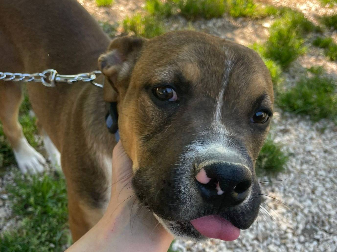 Adotta il cane CIOCCOLATO a Frosinone