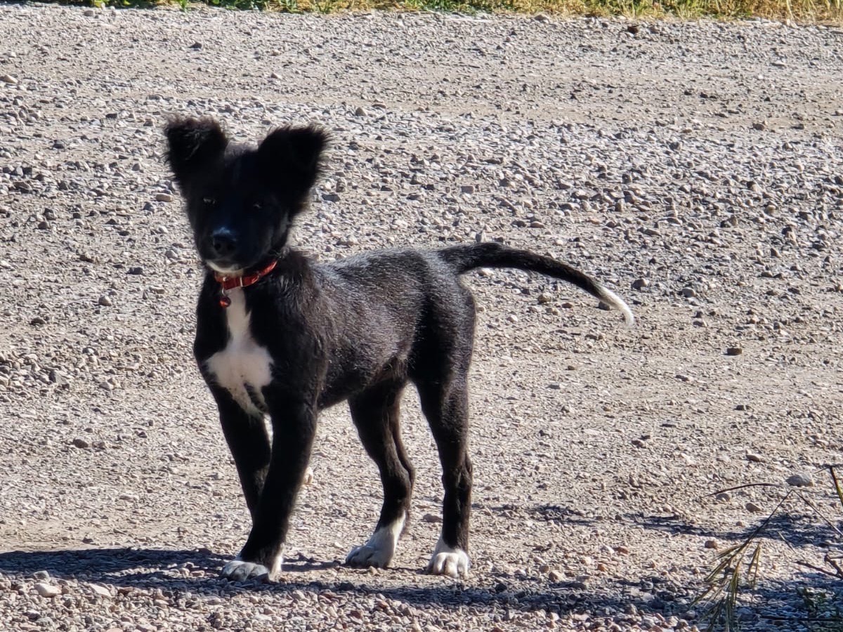 Adozione cane, femmina, Razza sconosciuta Razza sconosciuta, 2 mesi, taglia piccola, Caserta