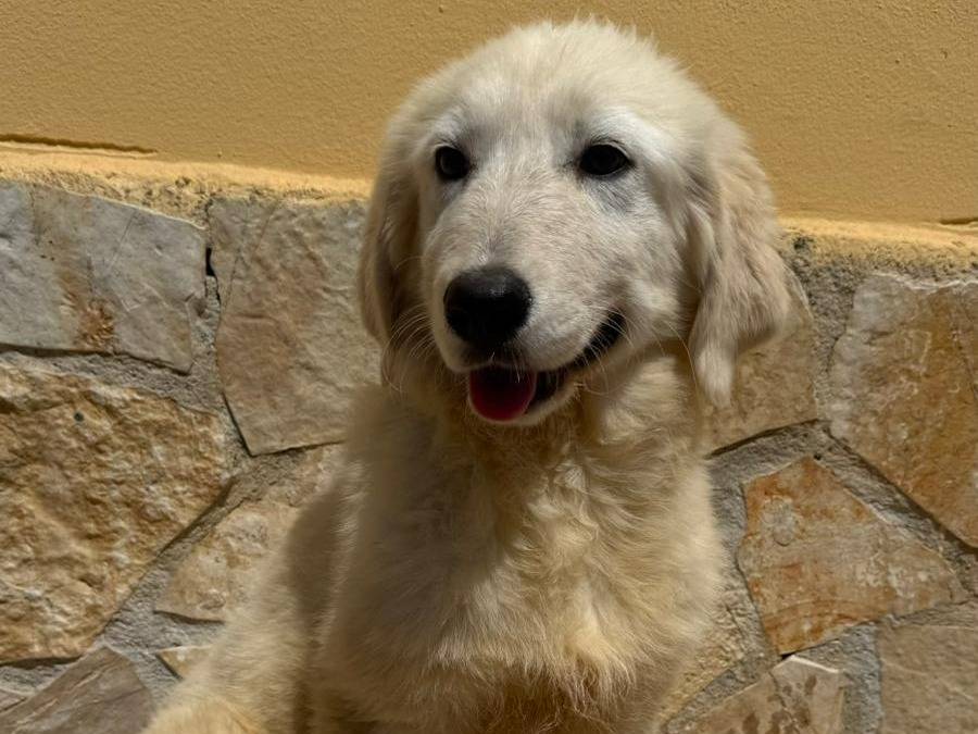 Adozione cane, femmina, Pastore maremmano Razza sconosciuta, 3 mesi, taglia grande, Matera