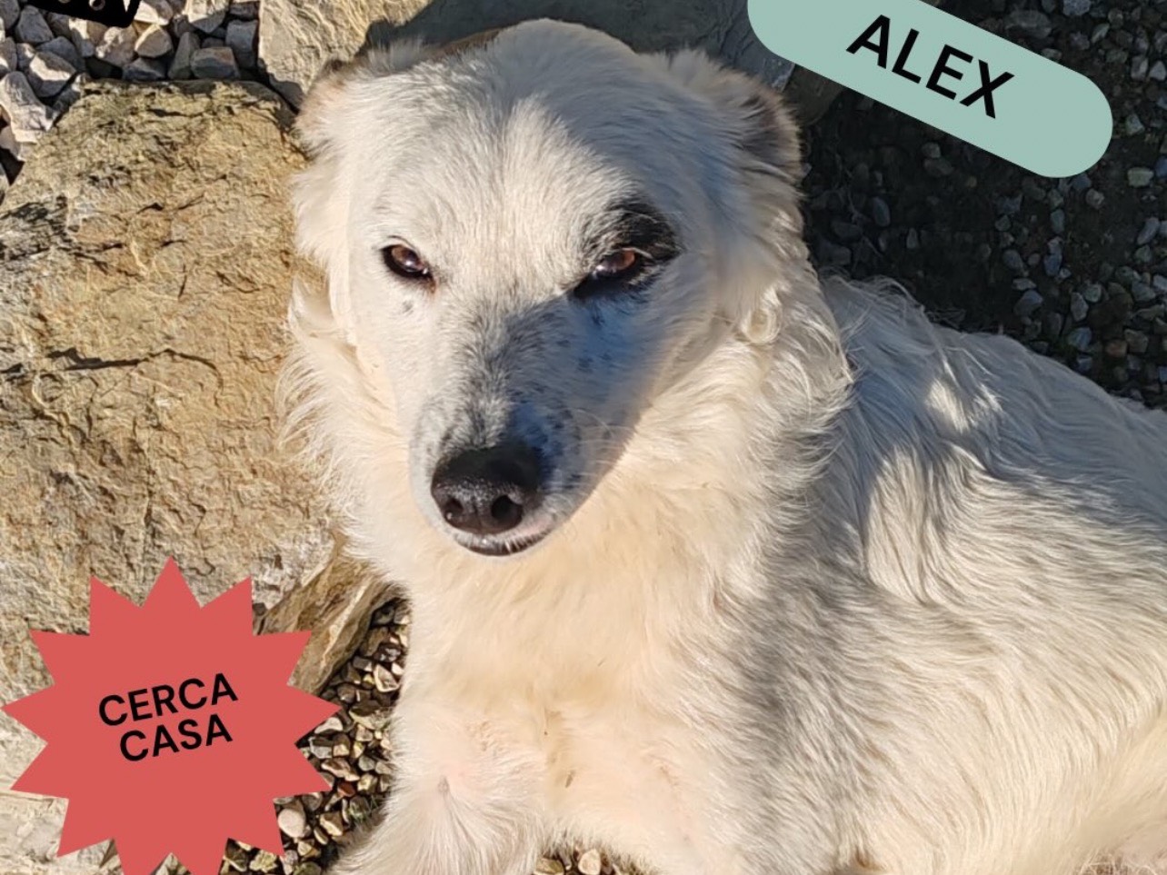 Adozione cane, maschio, Razza sconosciuta Razza sconosciuta, 11 mesi, taglia media, Treviso