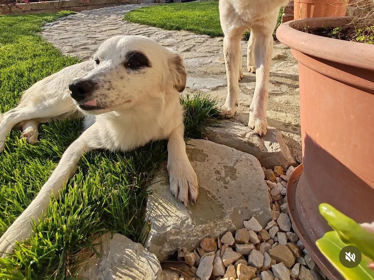 Adotta un cane, maschio, 11 mesi, Treviso