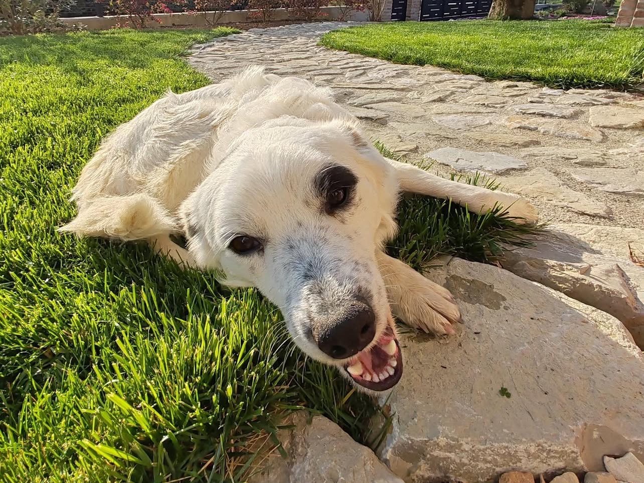Adotta un cane, taglia media, maschio, Treviso