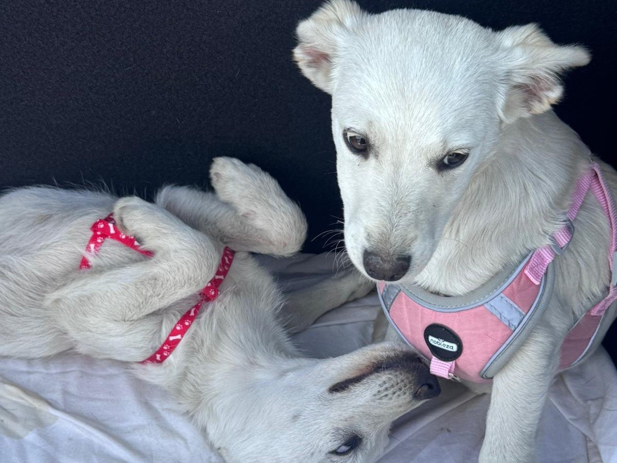 Adotta un cane, femmina, 4 mesi, Treviso