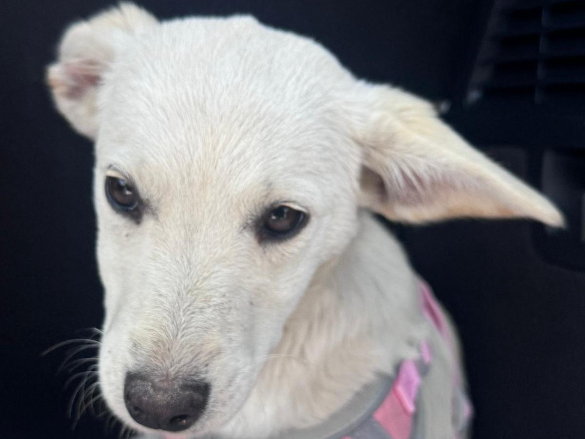 Adotta un cane, taglia media, femmina, Treviso