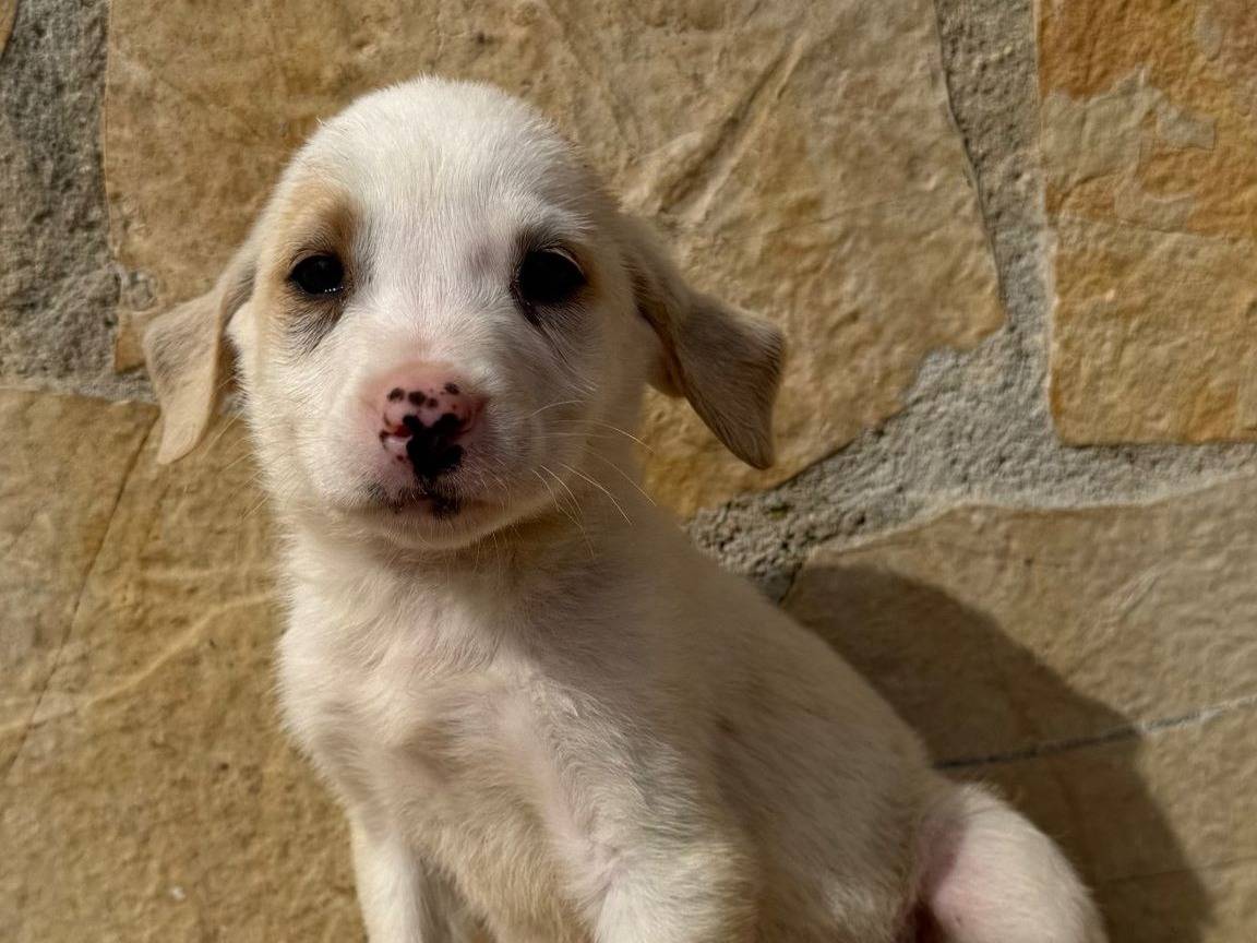 Adozione cane, femmina, Razza sconosciuta Razza sconosciuta, 3 mesi, taglia media contenuta, Matera