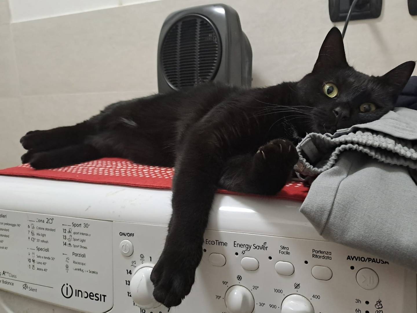 Adozione gatto, maschio, Razza sconosciuta Razza sconosciuta, 2 anni e 3 mesi, taglia non valida, Milano