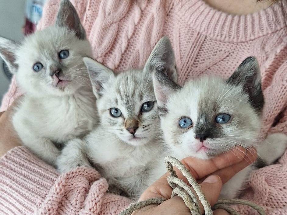 Adozione gatto, femmina, Siamese Razza sconosciuta, 1 mesi, taglia non valida, Milano