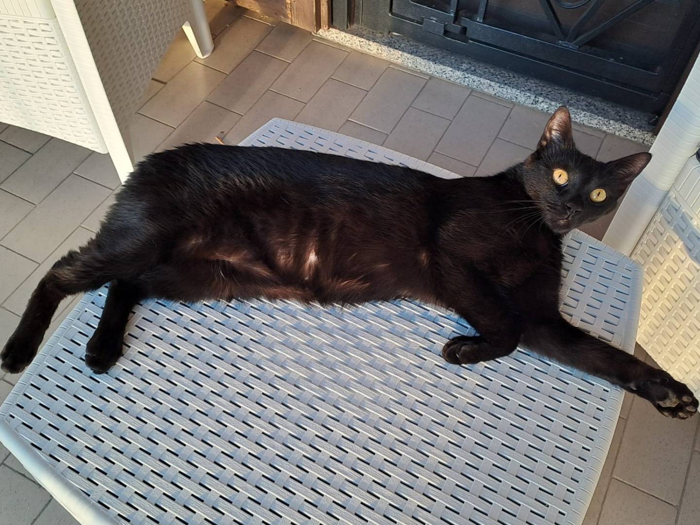 Adozione gatto, maschio, Razza sconosciuta Razza sconosciuta, 1 anno e 9 mesi, taglia non valida, Milano