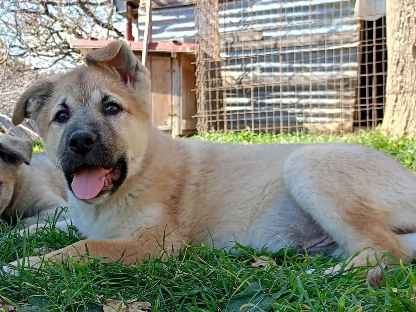 Adozione cane, maschio, Razza sconosciuta Razza sconosciuta, 3 mesi, taglia gigante, Catanzaro