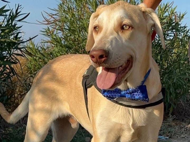 Adozione cane, maschio, Labrador Retriever Razza sconosciuta, 2 anni e 10 mesi, taglia grande, Barletta