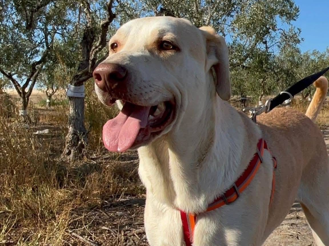 Adotta un cane, maschio, 2 anni e 10 mesi, Barletta