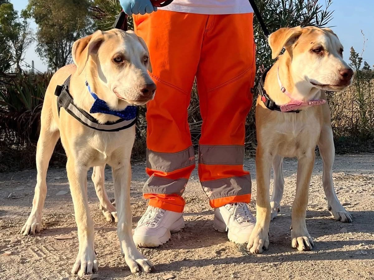 Adotta un cane, taglia grande, maschio, Barletta