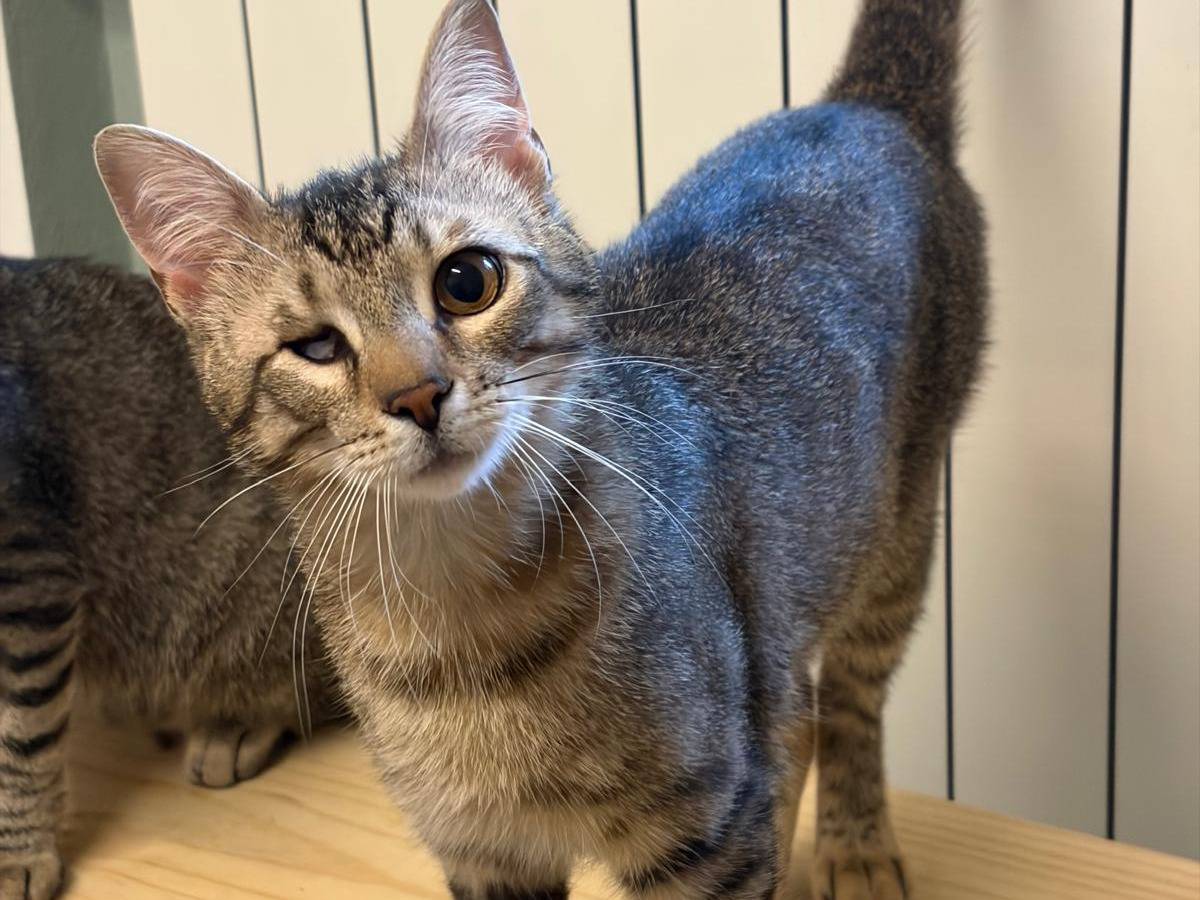 Adotta un gatto, maschio, 6 mesi, Milano